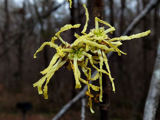{Hamamelis virginiana}